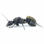 Preview: Camponotus sericeus